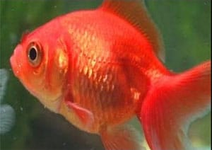 Goldfish Ka Scientific Naam kya hai